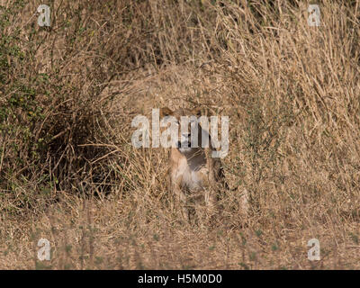 Une lionne dans Parc national de Tarangire, Tanzanie Banque D'Images