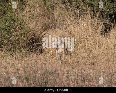 Une lionne dans Parc national de Tarangire, Tanzanie Banque D'Images