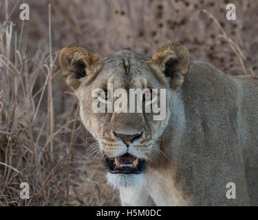 Une lionne dans Parc national de Tarangire, Tanzanie Banque D'Images