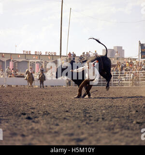 Un cow-boy participe à l'épreuve d'équitation de taureaux au Stampede de Calgary, un rodéo annuel et une exposition à Calgary, Alberta, Canada. Le Stampede de Calgary est connu pour ses épreuves de rodéo à grande échelle, attirant des cow-boys, des athlètes et des spectateurs du monde entier. Banque D'Images