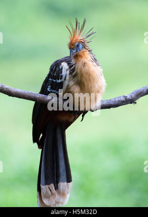 Direction générale de l'hoatzin perché sur Banque D'Images