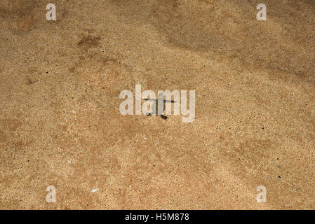 Une nouvelles tortues Tortue de mer verte (Chelonia mydas) de faire son chemin jusqu'à la mer sur la plage de Long Beach sur l'île de l'Ascension Banque D'Images