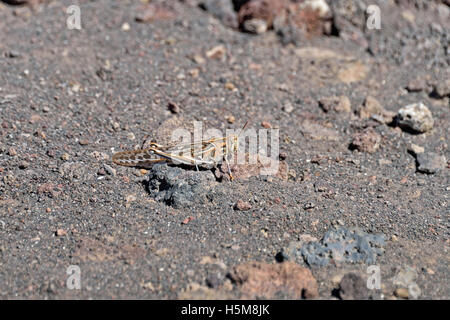 Un criquet pèlerin (Schistocerca gregaria) sur terre volcanique par English Bay Road, North Point sur l'île de l'Ascension, l'Atlantique Sud