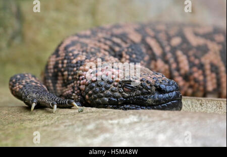 Monstre de Gila (Heloderma suspectum) Banque D'Images