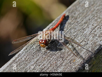 Dard commun Dragonfly (sympetrum striolatum) Banque D'Images