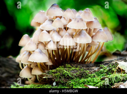 Toadstools groupe de champignons sur une souche d'arbre avec de la mousse et des feuilles Banque D'Images