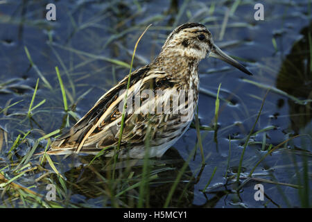 Un rare Jack Snipe (Lymnocryptes minimus) à se cacher dans les marais. Banque D'Images