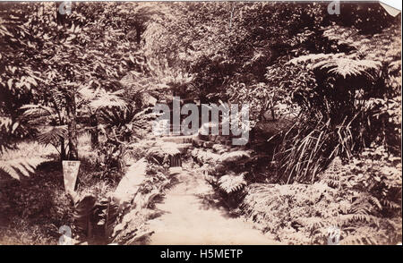 Photographie panoramique d'un ruisseau dans le jardin botanique de Sydney en Australie. L'image met en valeur la beauté naturelle du jardin, avec ses plantes, ses plans d'eau et ses environs luxuriants. Banque D'Images