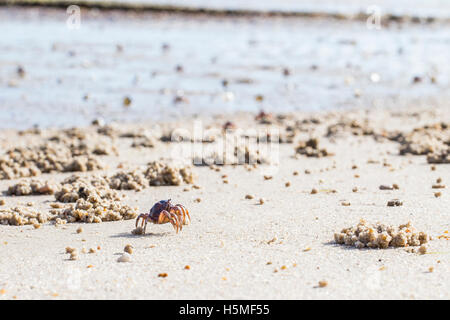 Le crabe (soldat Mictyris longicarpus, également appelé marching crabes) traversant la plage à marée basse dans le sanctuaire de la Rivière Tamar Banque D'Images