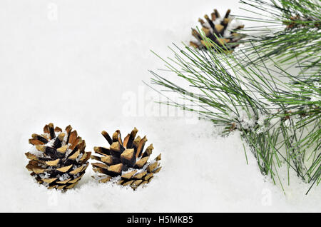 Trois cônes de pin et de sapin branche sur la neige fond, Close up, un espace réservé au texte, horizontal Banque D'Images