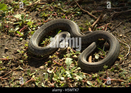 Serpent lové au soleil Banque D'Images