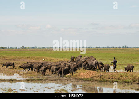 Les buffles d'eau dans les rizières, près d'Ampara, Sri Lanka Banque D'Images