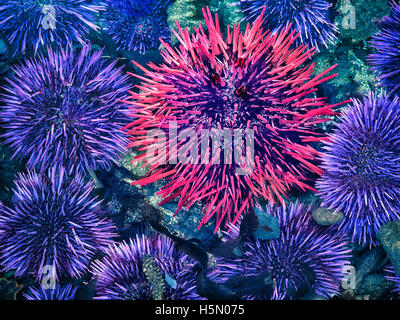 L'oursin violet et rouge à l'extrême moins courant. Yaquina Head zone naturelle exceptionnelle, de l'Oregon Banque D'Images