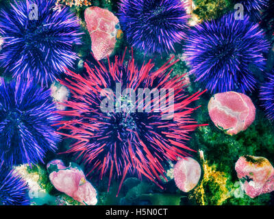 L'oursin violet et rouge à l'extrême moins courant. Yaquina Head zone naturelle exceptionnelle, de l'Oregon Banque D'Images