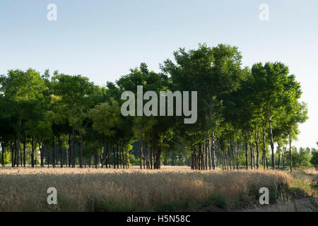 Monreal del Campo. Région de la Jiloca. Teruel. Espagne Banque D'Images