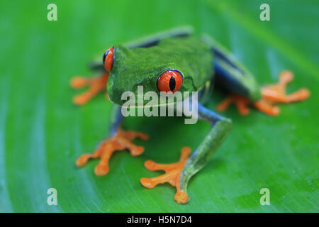 La Rainette aux yeux rouges (agalychnis callidryas) dans la forêt tropicale des Caraïbes. Parc National de Tortuguero, Costa Rica. Banque D'Images