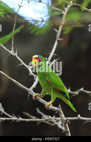 Amazone à front blanc (Amazona albifrons) sur Ant Acacia dans la forêt tropicale sèche. Parc National Palo Verde, Guanacaste, Costa Banque D'Images