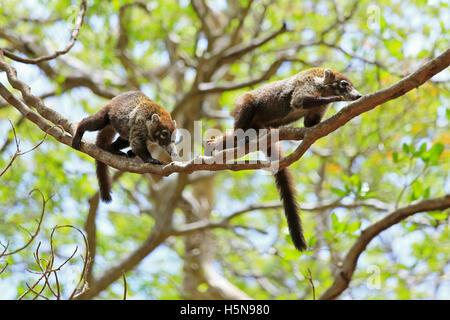 Les coatis à nez blanc (Nasua narica). La forêt sèche tropicale, Parc National Palo Verde, Guanacaste, Costa Rica. Banque D'Images