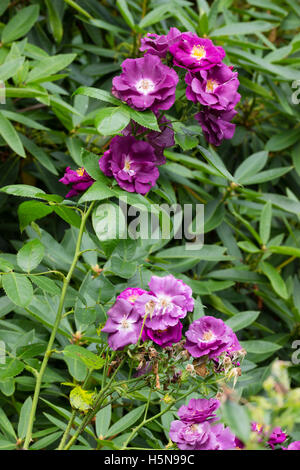 Slatey bleu-violet de la semi-doubles très parfumées rose arbuste, Rosa 'Rhapsody in Blue' Banque D'Images