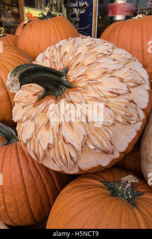 Cinderella Heirloom Pumpkins Banque D'Images