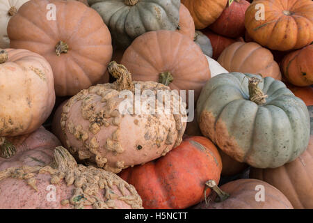 Cinderella Heirloom Pumpkins Banque D'Images