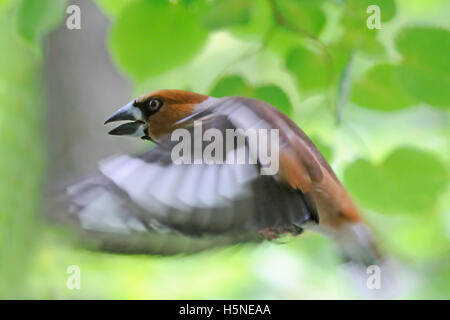 Coccothraustes coccothraustes Hawfinch (vol) parmi les feuilles des arbres en été. La région de Moscou, Russie Banque D'Images