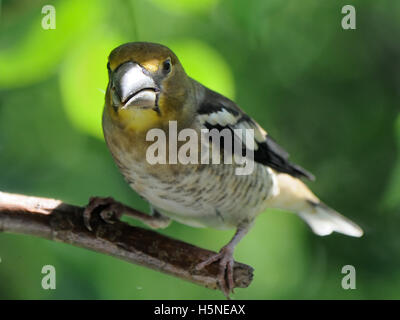 Juvénile (Coccothraustes Hawfinch percheurs coccothraustes) Banque D'Images