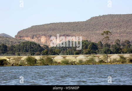 Le développement agricole de fleurs près de la rive du lac Naivasha avec Hells Gate derrière le Kenya Banque D'Images