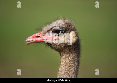 Vue rapprochée d'une autruche sur beau fond flou Banque D'Images