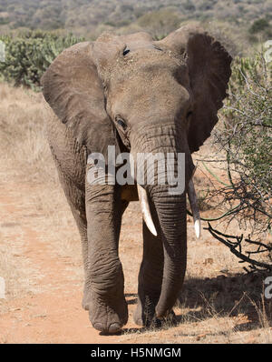 Un seul éléphant marchant vers la caméra du plateau de Laikipia au Kenya des prairies Banque D'Images