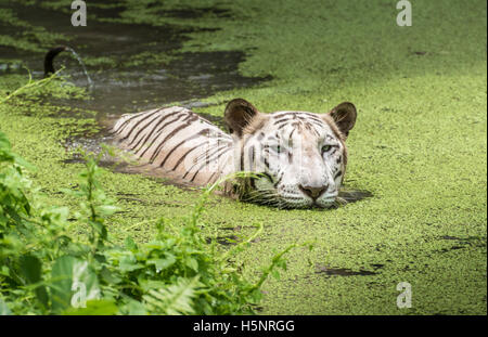 Tigre blanc nage dans l'eau d'un marais marécageux. Les tigres du Bengale sont considérés comme en danger. Banque D'Images