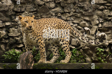 Leopard indien à Calcutta le Jardin Zoologique Banque D'Images