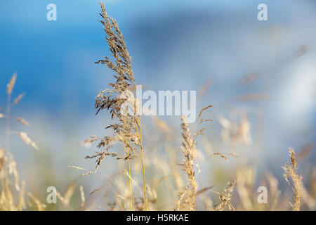 Un champ avec quelques pailles longues herbes ciblées et un fond ombragé Banque D'Images