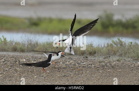 Skimmer Rynchops niger (noir), les adultes dans la lutte contre le vol à la colonie, Port Isabel, Laguna Madre, South Padre Island, Texas, États-Unis Banque D'Images