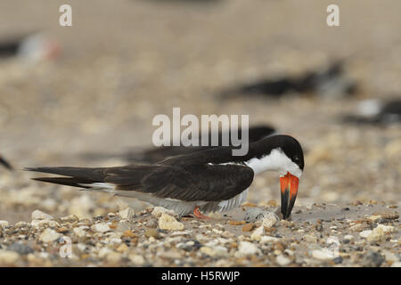 Skimmer Rynchops niger (noir), des profils avec oeuf sur nid, Port Isabel, Laguna Madre, South Padre Island, Texas, États-Unis Banque D'Images