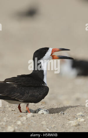 Skimmer Rynchops niger (noir), des profils avec oeuf sur nid, Port Isabel, Laguna Madre, South Padre Island, Texas, États-Unis Banque D'Images