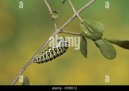 Black Papilio polyxenes), Caterpillar se nymphoser dans chrysalis, Hill Country, Texas, États-Unis Banque D'Images