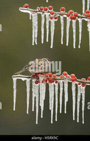 Bruant familier (Spizella passerina), adulte perché sur la branche glacée de Possum Haw Holly (Ilex decidua) avec des baies, Texas Banque D'Images