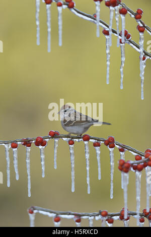 Bruant familier (Spizella passerina), adulte perché sur la branche glacée de Possum Haw Holly (Ilex decidua) avec des baies, Texas Banque D'Images