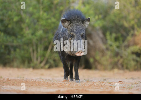 Pécari à collier (Tayassu tajacu, Javelina), adulte, Sud du Texas, USA Banque D'Images