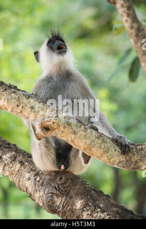 Gray langur, Semnopithecus priam, Kataragama, Sri Lanka Banque D'Images