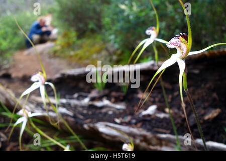 Orchidées araignée blanche commune (Caladenia longicauda) à côté piste, la randonnée du parc national de la Serpentine, Perth, Australie occidentale. Banque D'Images