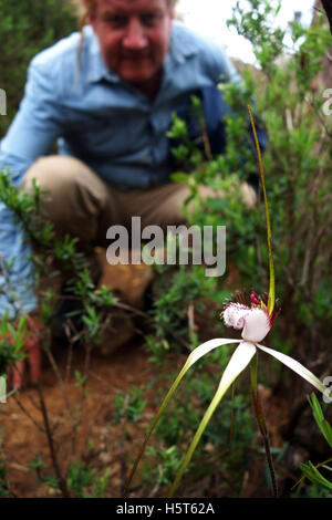 Bushwalker à la commune à l'orchidée araignée blanche (Caladenia longicauda), la Serpentine National Park, Perth, Australie occidentale. Pas de Banque D'Images