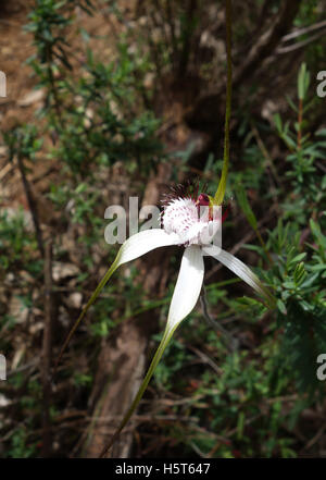 Orchidée araignée blanche commune (Caladenia longicauda), ressort en fleurs sauvages du parc national de la Serpentine, Perth, Australie occidentale Banque D'Images