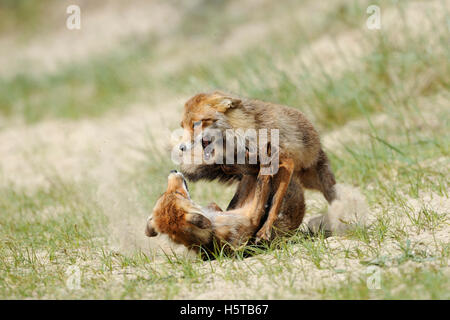 Le Renard roux / Rotfuechse ( Vulpes vulpes ) en dur combat, combat, le comportement territorial agressif, rivaux, la faune, l'Europe. Banque D'Images