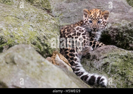 Amur Leopard cub Banque D'Images