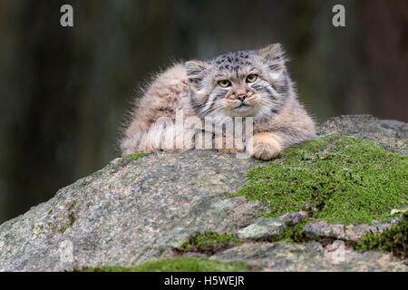 Chat de Pallas Banque D'Images