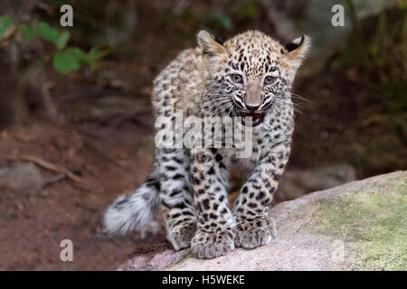 Persian leopard cub Banque D'Images