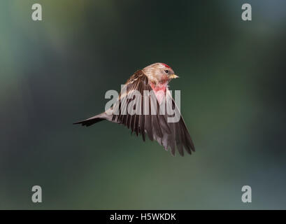 Sizerin flammé, Carduelis flammea, battant Banque D'Images