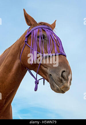 Chef de croisement de pur-sang et cheval Warmblood tchèque avec Fly Fringe Banque D'Images